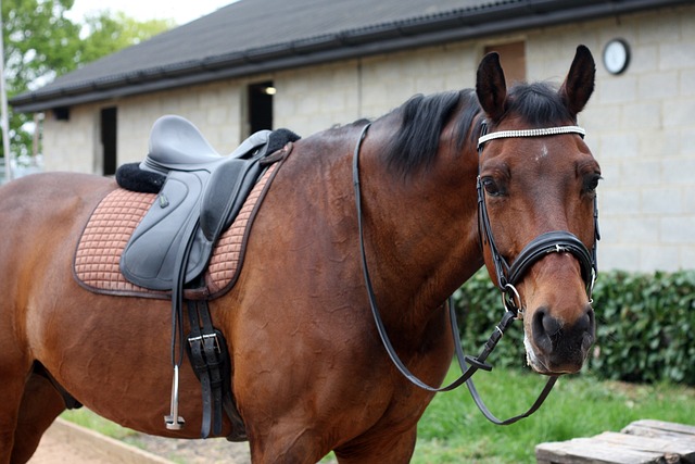 ig